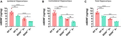 Brain-Derived Neurotrophic Factor Inhibits the Function of Cation-Chloride Cotransporter in a Mouse Model of Viral Infection-Induced Epilepsy